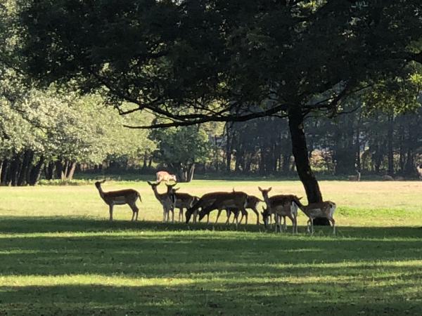 Wildpark Schloss Mageregg