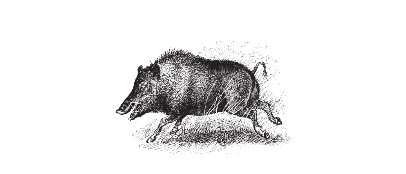 Wildschwein SW
