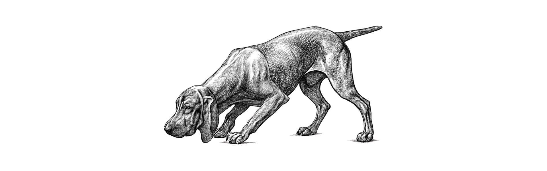 Jagdhund