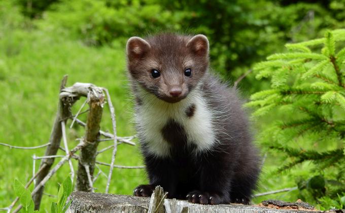 Steinmarder, fotografiert von Dietmar Streitmair